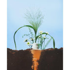 Gentle Conditioning Shampoo for Soft & Smooth Hair